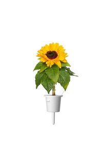 Click & Grow Plant Pods 3-Pack - Mini Sunflowers - Yellow