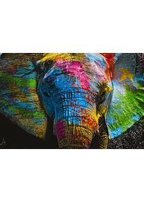 Leinwandbild AFFENGEILEBILDER "Color Elephant auf Keilrahmen gespannt", farbe bild(er): gr&uuml;n,schwarz,rot,gelb,blau,wei&szlig;, B:80cm H:40cm T:2cm, Leinen, Bilder, Leinwandbild, Kunstdruck Wandbild Bild in verschiedenen Formaten