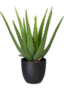 K&uuml;nstliche Zimmerpflanze Creativ green "Aloe", gr&uuml;n, B:15cm H:33cm, Kunststoff, Kunstpflanzen, K&uuml;nstliche Zimmerpflanze