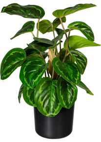 K&uuml;nstliche Zimmerpflanze Creativ green "Maranta", gr&uuml;n, H:45cm, Kunststoff, Kunstpflanzen, K&uuml;nstliche Zimmerpflanze