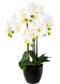 Kunstorchidee Creativ green "Phalaenopsis im Resintopf", wei&szlig;, H:55cm, Obermaterial: 100% Polyethylen, Kunstpflanzen, Kunstorchidee, mit Real-Touch-Bl&uuml;ten