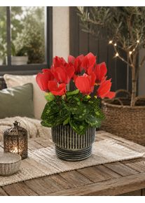 Kunstblume I.GE.A. "K&uuml;nstliche Alpenveilchen im &Uuml;bertopf 28cm Blume Deko Dekoblume", rot, B:19cm H:28cm T:19cm, Obermaterial: 90% Polyester, 10% sonstige Fasern, Kunstpflanzen, Kunstblume, Dekopflanze Kunstpflanze Pflanze Seidenblume Zimmerpflanze