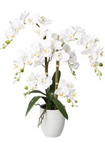 Kunstorchidee Creativ green "Deko-Orchidee Phalaenopsis im Keramiktopf", wei&szlig;, B:28cm H:67cm T:28cm, Obermaterial: 95% Polyethylen, 5% Polyester, Kunstpflanzen, Kunstorchidee