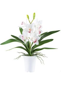 Kunstorchidee Creativ green "Orchidee Cymbidie", wei&szlig;, H:53cm, Kunststoff, Kunstpflanzen, Kunstorchidee, mit real-touch-Bl&uuml;ten