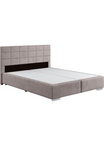 Boxspringbett COTTA "Simba in verschiedenen Farben und Breiten erh&auml;ltlich, ohne Matratze", grau (hellgrau), Komplettbetten, Struktur fein Polyester ohne Matratze, Liegefl&auml;che B/L: 160cm x 200cm Betth&ouml;he: 55cm, kein H&auml;rtegrad, ohne Matratze, Boxspringbett, Bezugsstoff: Struktur fein, L:209cm