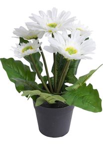 Kunstblume BOTANIC-HAUS "Gerbera mit 5 Bl&uuml;ten", beige (creme, wei&szlig;), B:24cm H:26cm T:24cm &Oslash;:24cm, Kunststoff, Kunstpflanzen, Kunstblume