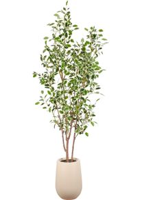 Kunstbaum Creativ green "Ficus microcarpa Hawai", gr&uuml;n (gr&uuml;n, wei&szlig;), H:190cm, Obermaterial: 100% Kunststoff, Kunstpflanzen, Kunstbaum, in beeindruckender Gr&ouml;&szlig;e