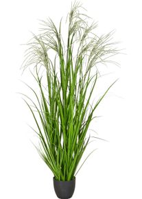 Kunstgras Creativ green "Grasbusch Miscanthus graziella", gr&uuml;n, H:175cm, Obermaterial: 100% Kunststoff, Kunstpflanzen, Kunstgras, mit dekorativen Bl&uuml;ten