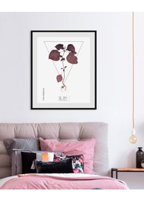 Bild queence "Lamiaceae", lila (farbe rahmen: schwarz, farbe bild(er): lila), B:30cm H:40cm, Bilder, Bild