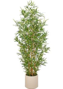 Kunstbambus Creativ green "Bambus fargesia", gr&uuml;n, H:170cm, Obermaterial: 75% Polyester, 25% Kunststoff, Kunstpflanzen, Kunstbambus, mit naturgetreuem Blattwerk