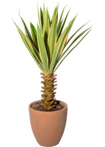 K&uuml;nstliche Zimmerpflanze Creativ green "Yucca im Terracottatopf", gr&uuml;n, H:75cm, Obermaterial: 100% Polyethylen, Kunstpflanzen, K&uuml;nstliche Zimmerpflanze