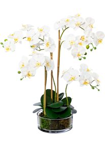 Kunstorchidee Creativ green "Phalaenopsis im Glas", wei&szlig;, H:50cm, Obermaterial: 100% Polyethylen, Kunstpflanzen, Kunstorchidee