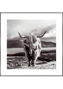 Wandbild Reinders "Slim Frame Black 50x50 Highland Cow", schwarz (farbe bild(er): schwarz), B:50cm H:50cm T:2cm, MDF, Bilder, Wandbild
