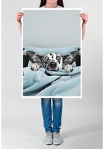 Sinus Art Poster »60x90cm Poster Bild  Süßer Dalmatiner im Bett«