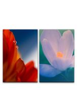 Sinus Art Leinwandbild »2 Bilder je 60x90cm Blumen Blüten Sommer Sanftmut Zärtlich Wassertropfen Makrofotografie«