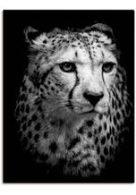 Artland Wandbild »Der Gepard«, Wildtiere (1 Stück), in vielen Größen & Produktarten - Alubild / Outdoorbild für den Außenbereich, Leinwandbild, Poster, Wandaufkleber / Wandtattoo auch für Badezimmer geeignet, schwarz