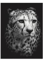 Artland Wandbild »Der Gepard«, Wildtiere (1 St), in vielen Größen & Produktarten - Alubild / Outdoorbild für den Außenbereich, Leinwandbild, Poster, Wandaufkleber / Wandtattoo auch für Badezimmer geeignet, schwarz