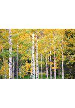 papermoon Fototapete »Herbst Birkenwald«, samtig, Vliestapete, hochwertiger Digitaldruck, bunt