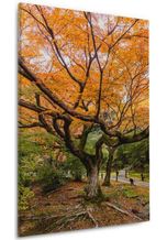 Wallario Leinwandbild, Gelber Ahornbaum im Herbst in Japan