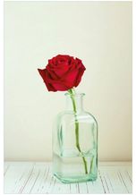 Wallario Glasbild, Rote Rose in Glasvase