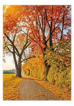 Wallario Teppich »Herbstlicher Waldweg mit buntem Laub