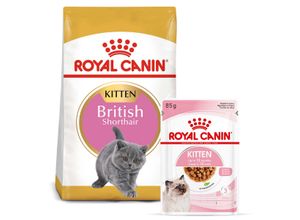 royal canin british shorthair kitten