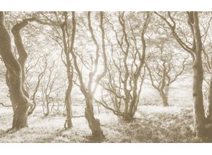 Fototapete KOMAR "Digitaldruck Vlies - Bleached Birch - Größe 400 x 250 cm", bunt, B:4m H:2,5m L:0,01m, Vlies, Tapeten, Wohnzimmer, Schlafzimmer