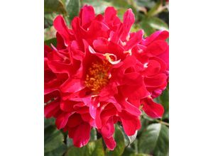 Ruffles Rosen, 2tlg.
