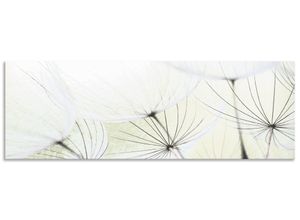 Küchenrückwand ARTLAND "Pusteblumen-Samen aufgehellt", grün, B:150cm H:50cm, Aluminium, Spritzschutzwände, Alu Spritzschutz mit Klebeband, einfache Montage