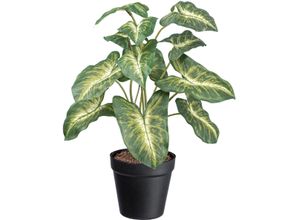 Künstliche Zimmerpflanze CREATIV GREEN "Syngonium Pixie", grün, H:38cm, Kunstpflanzen, Künstliche Zimmerpflanze, mit grüngelben Blättern