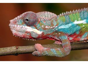 Fototapete PAPERMOON