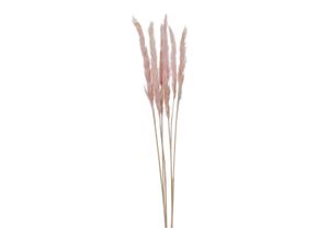 Trockenblume…