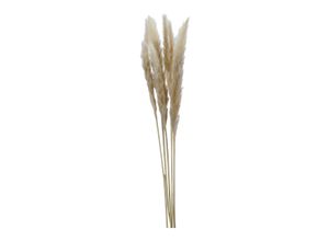 Trockenblume…