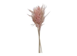 Trockenblume…