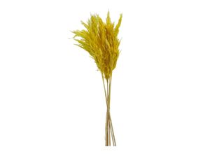 Trockenblume…
