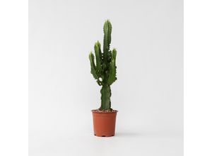 Plant in a Box…