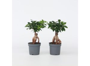Plant in a Box…