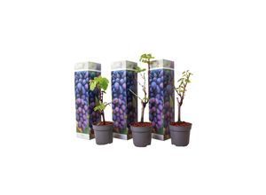 Plant in a Box…