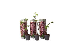 Plant in a Box…