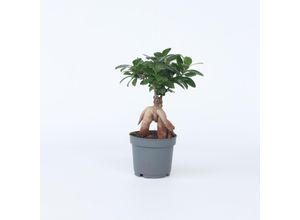 Plant in a Box…