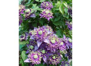 Clematis Taiga