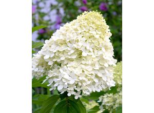 Rispenhortensie…