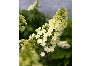 Rispenhortensie…