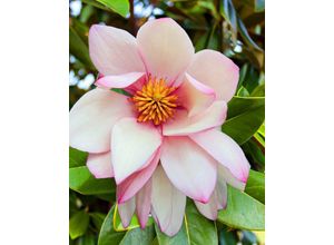 Magnolie "Fairy…