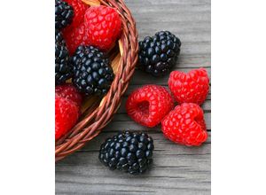 Duo Brombeeren…