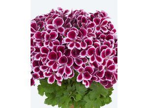 Pelargonium,…