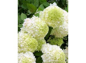 Rispenhortensie…