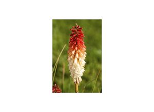 Kniphofia…