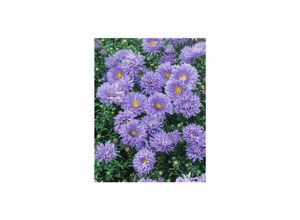 Aster…