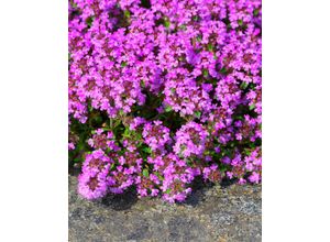 Thymus…